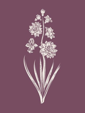 Framed Hyacinth Purple Flower Print