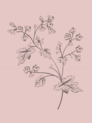 Framed Phacelia Blush Pink Flower Print