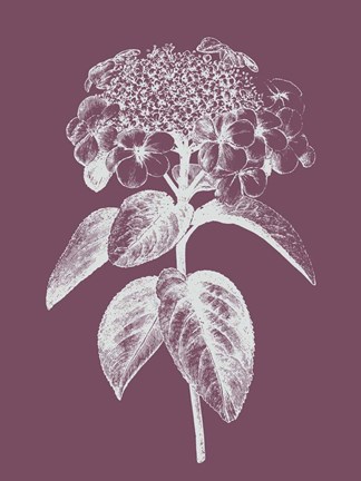 Framed Viburnum Blush Purple Flower Print