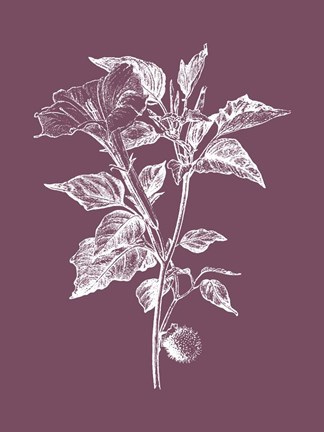 Framed Datura Purple Flower Print