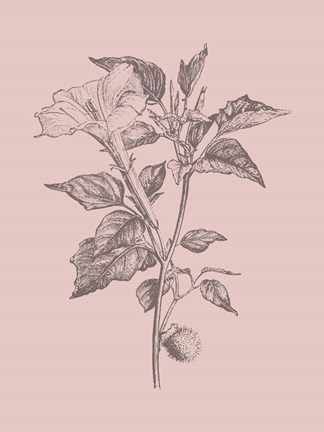 Framed Datura Blush Pink Flower Print