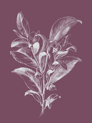 Framed Visnea Purple Flower Print