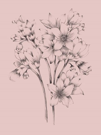 Framed Blush Pink Flower Drawing Print