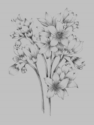Black and white pencil drawing of a branch of jasmine flowers and leaves on  a white background in the style of peter brown on Craiyon