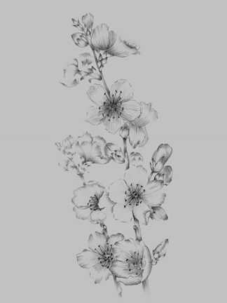 Framed Flower Drawing I Print