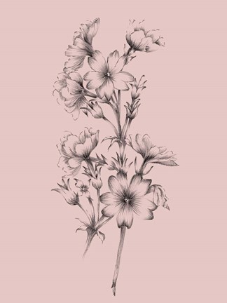 Framed Blush Pink Flower Drawing II Print