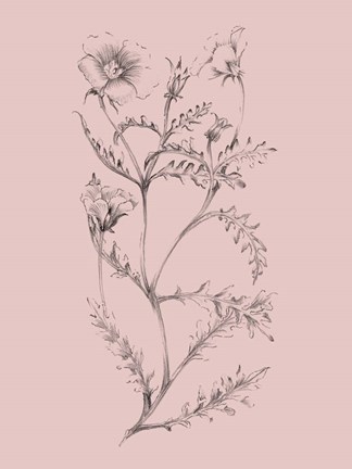 Framed Blush Pink Flower Illustration I Print