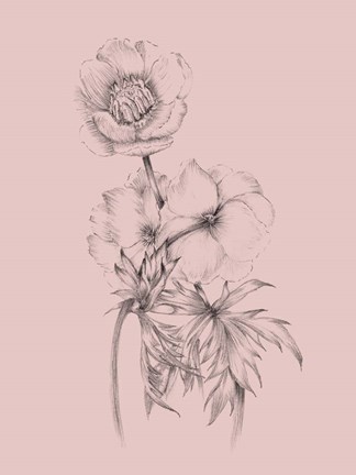Framed Blush Pink Flower Illustration III Print