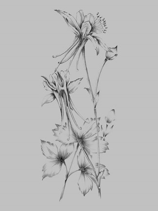 Framed Grey Flower Sketch Print