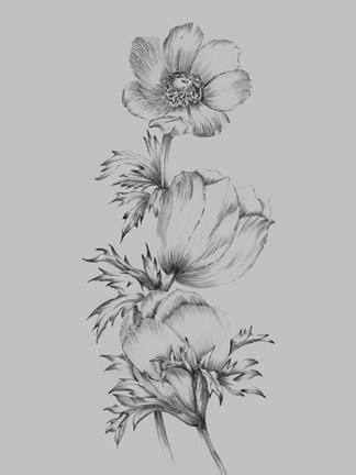 Framed Grey Flower Sketch II Print