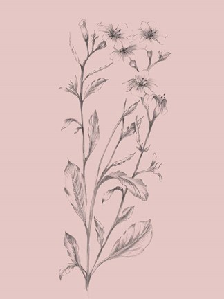 Framed Pink Flower Sketch Illustration Print