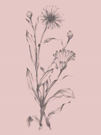 Framed Pink Flower Sketch Illustration III Print