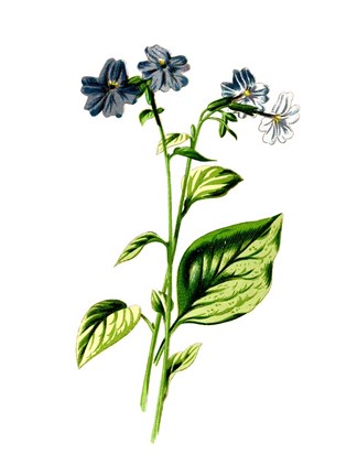 Framed Browallia Flower Print