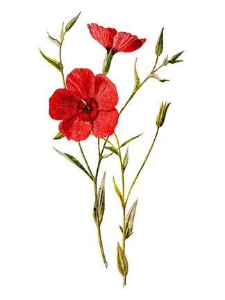 Framed Crimson Flax Flower Print