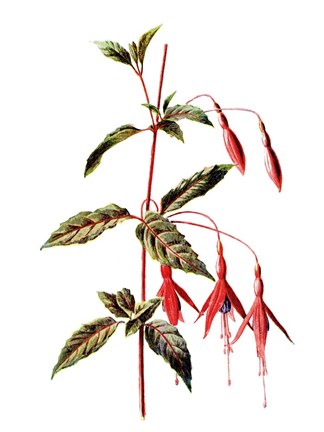 Framed Fuchsia Flower Print