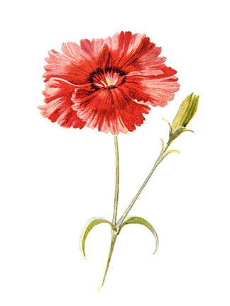 Framed Indian Pink Flower Print