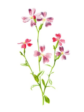 Framed Virginian Stock Flower Print