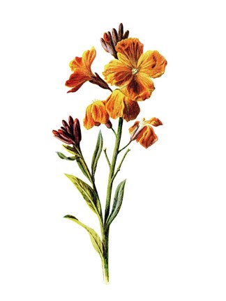 Framed Wallflower Print