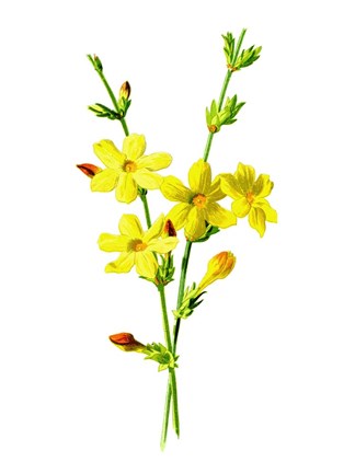 Framed Winter Jasmine Flower Print