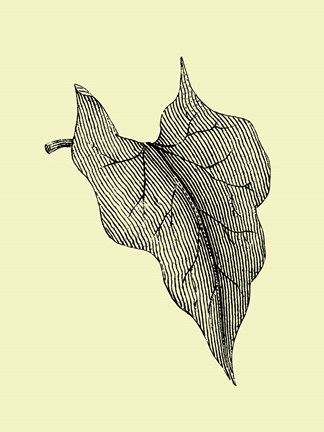 Framed Leaf III Print