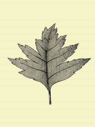 Framed Floating Leaf I Print