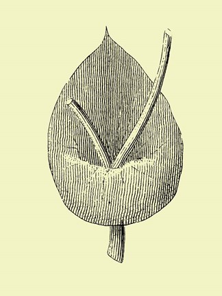 Framed Vintage Flower Print