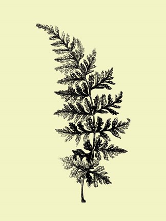 Framed Floating Leaf Branch I Print