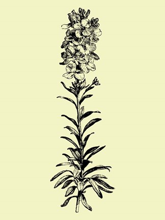 Framed Floating Flower I Print