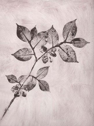 Framed Elm 1 Brown Print