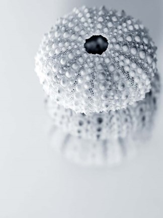 Framed Urchins Print