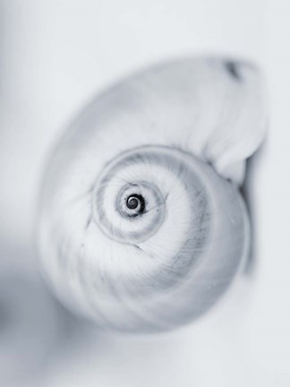 Framed Moon Snail Print