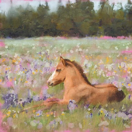 Framed Spring Time Foal Print