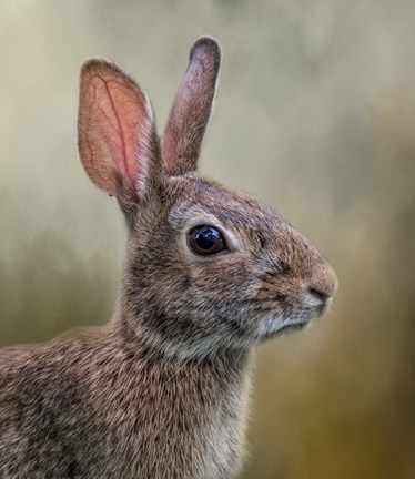 Framed All Ears Print