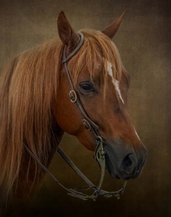 Framed Ready to Compete Print