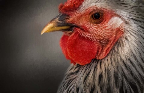 Framed Early Riser Print