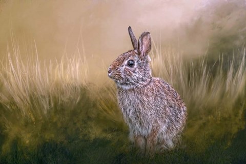 Framed Summer Softie Print