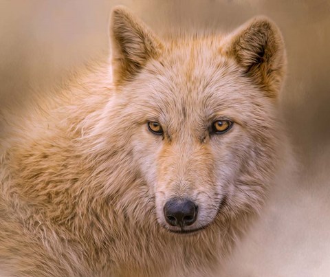 Framed Clever Eyes Print