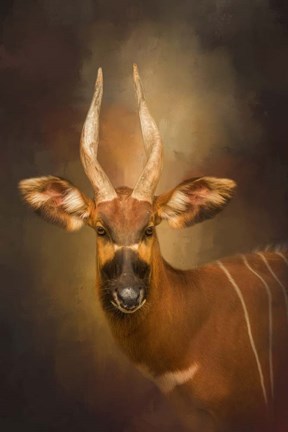 Framed Wild Star Print