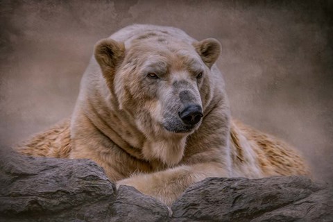 Framed Bear&#39;s Life Print