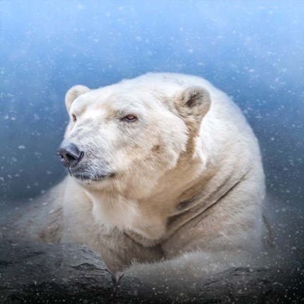 Framed Snow King Print