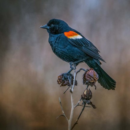 Framed Bringer of Spring Print