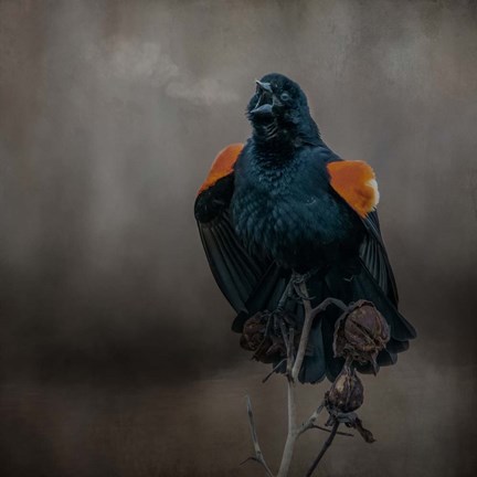 Framed Bird Breath Print