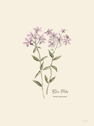 Framed Blue Phlox Print