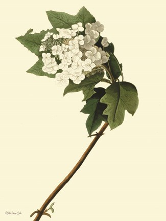 Framed Vintage Flower Bloom Print