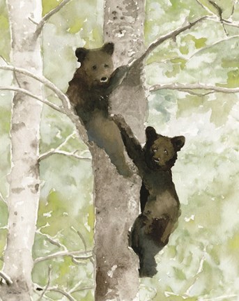 Framed Bear Cub in Tree 1 Print