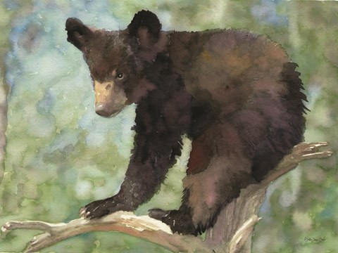 Framed Bear Cub in Tree 2 Print