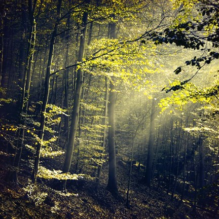 Framed Being There Revisited Print