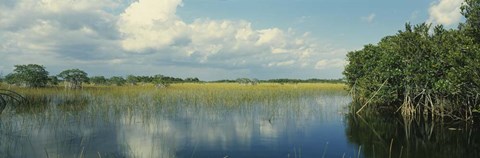 Framed Reflection of clouds in Mangrove swamp, Florida Print