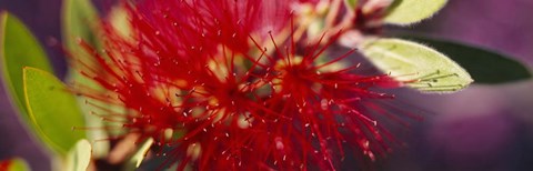 Framed Bottlebrush flower, Sacramento Print
