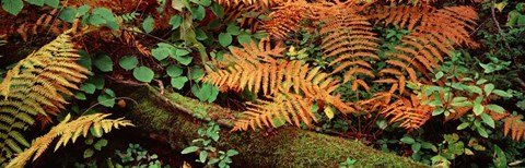 Framed Fallen tree Print